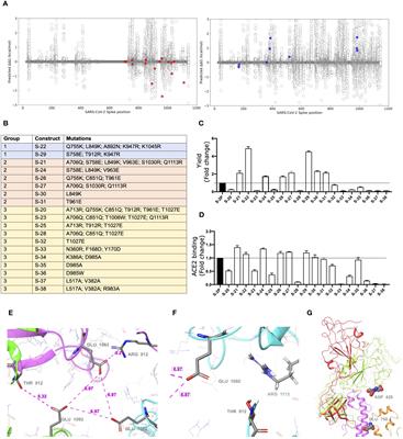 Novel Spike-stabilized trimers with improved production protect K18-hACE2 mice and golden Syrian hamsters from the highly pathogenic SARS-CoV-2 Beta variant